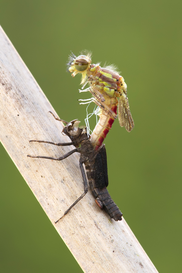 Large Red Damselfly Emerging 2